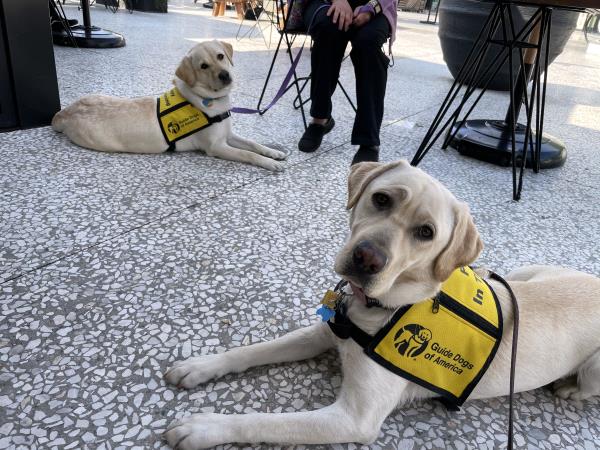 /Images/uploads/International Guiding Eyes Inc/gdapawsitivitycalendar/entries/20801thumb.jpg